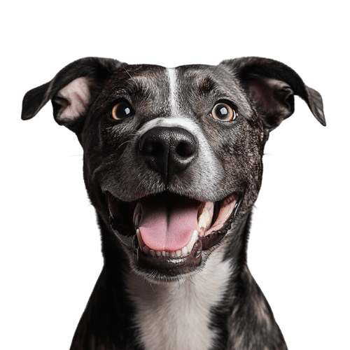 Curious dog with questions