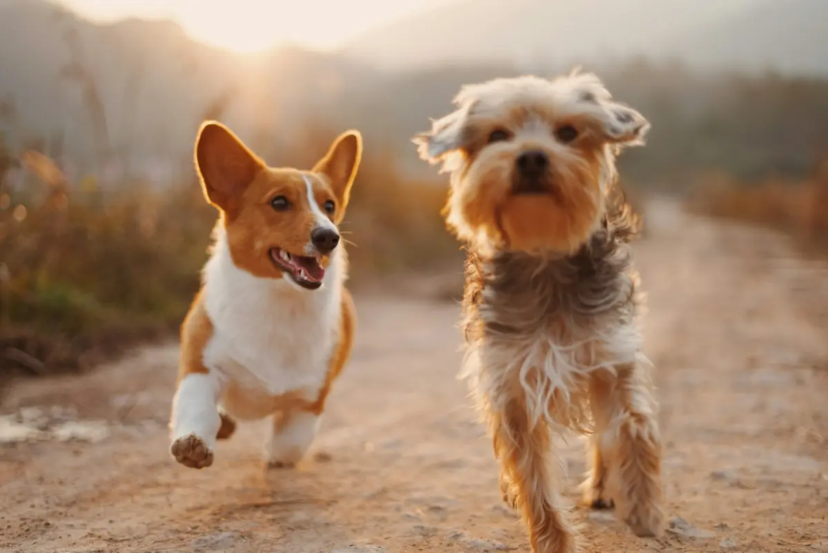 Tissue of Origin: The Holy Grail of Veterinary Liquid Biopsy