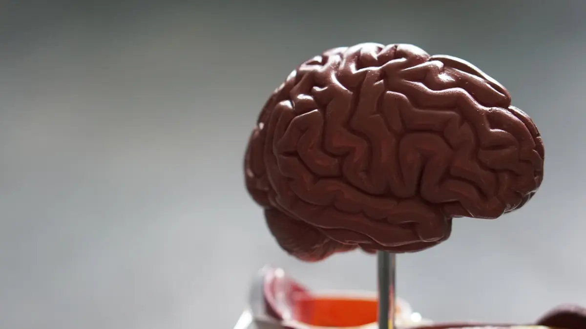 The 4-Hour Rule: The Biology Behind the Clock