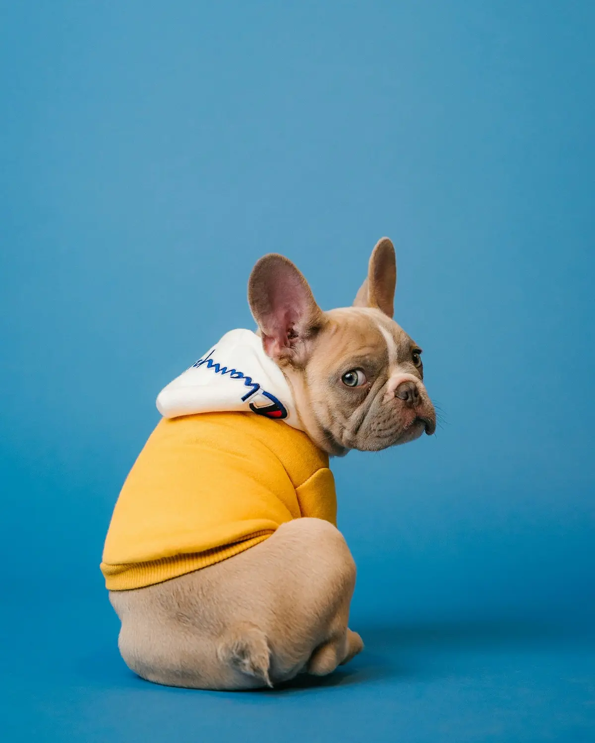 Defining 'Normal': Reference Intervals and Biological Variation in Dogs