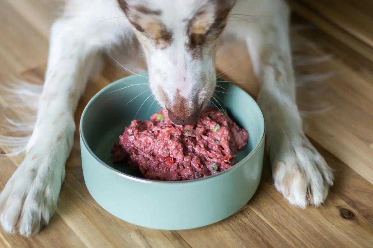Rethinking the Dog Bowl: What Emerging Science Says About Food, Timing, and Longevity