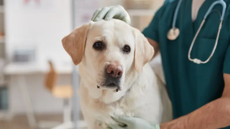 DeepScan launches with select clinics in Finland